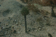 Penicillus dumetosus