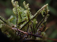 Macrodiplophyllum rubrum