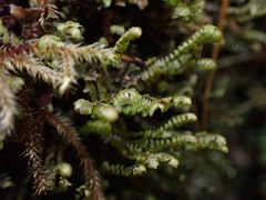 Macrodiplophyllum rubrum