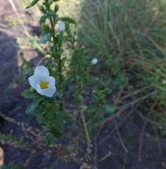 Hibiscus micranthus