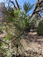 Pinus cembroides