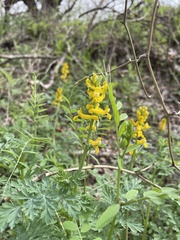 Corydalis micrantha