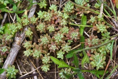 Sedum nuttallii