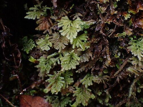 Image of Hypopterygium flavolimbatum by no rights reserved