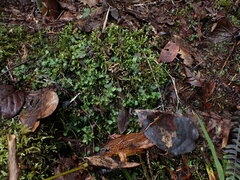 Pellia neesiana