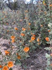Sphaeralcea coulteri