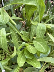 Anemopsis californica