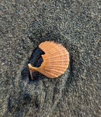 Chlamys hastata