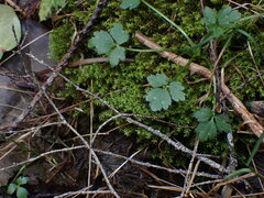 Dichodontium pellucidum