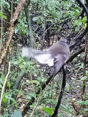 Rhipidura fuliginosa