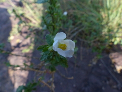 Hibiscus micranthus
