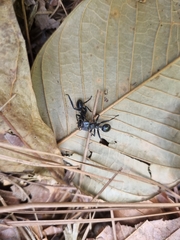 Cephalotes atratus