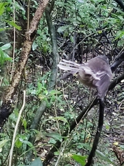 Rhipidura fuliginosa