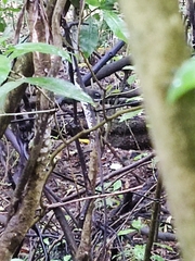 Rhipidura fuliginosa