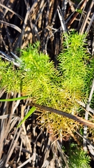 Proserpinaca pectinata