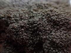 Coccotrema maritimum