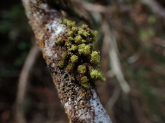 Plenogemma phyllantha