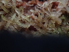 Cephalozia bicuspidata