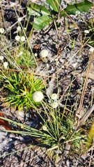 Syngonanthus flavidulus