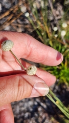 Syngonanthus flavidulus