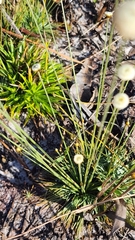 Syngonanthus flavidulus