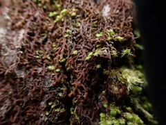 Frullania nisquallensis