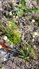 Syngonanthus flavidulus