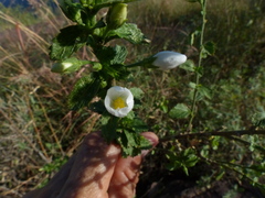 Hibiscus micranthus