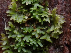 Riccardia latifrons