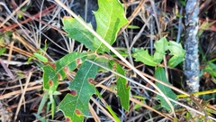 Quercus minima