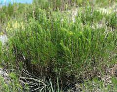 Artemisia salsoloides