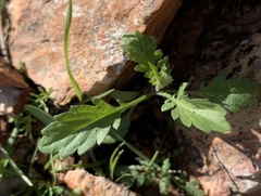 Glandularia gooddingii