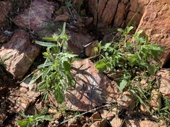 Glandularia gooddingii