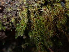 Pohlia longibracteata