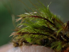 Pohlia longibracteata