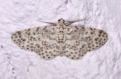Hymenomima umbelularia