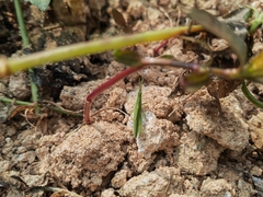 Atractomorpha sinensis