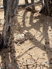 Phrynosoma goodei