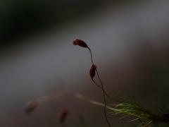 Pohlia longibracteata