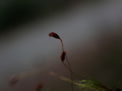 Pohlia longibracteata