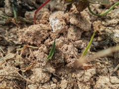 Atractomorpha sinensis