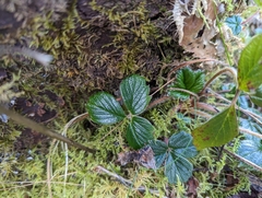 Fragaria chiloensis