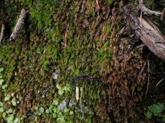 Pohlia longibracteata