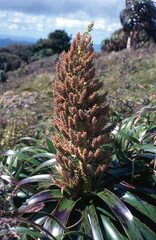 Dracophyllum traversii