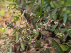 Polygonum plebeium