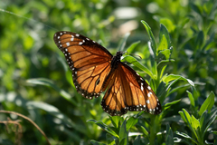Danaus eresimus montezuma
