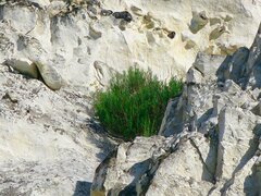 Artemisia salsoloides