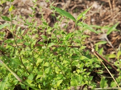 Bothriospermum zeylanicum