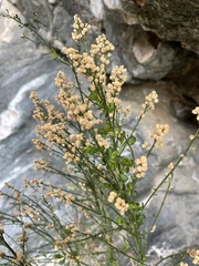 Baccharis sergiloides