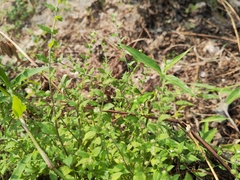 Bothriospermum zeylanicum